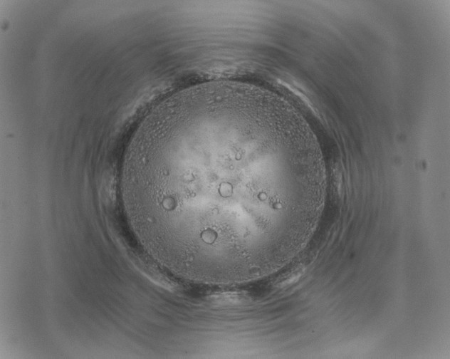 X0000073700499200608031218