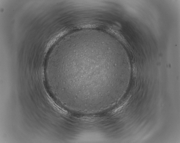 X0000073700725200608031214