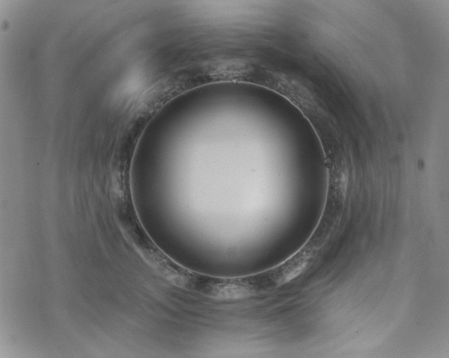 X0000073700755200608031214