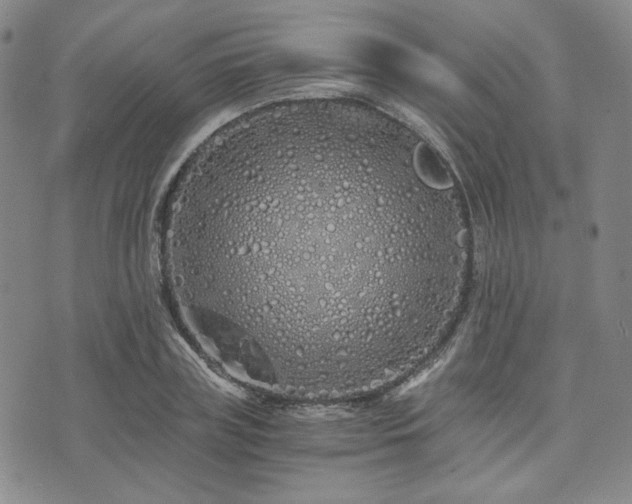 X0000073700835200608031212