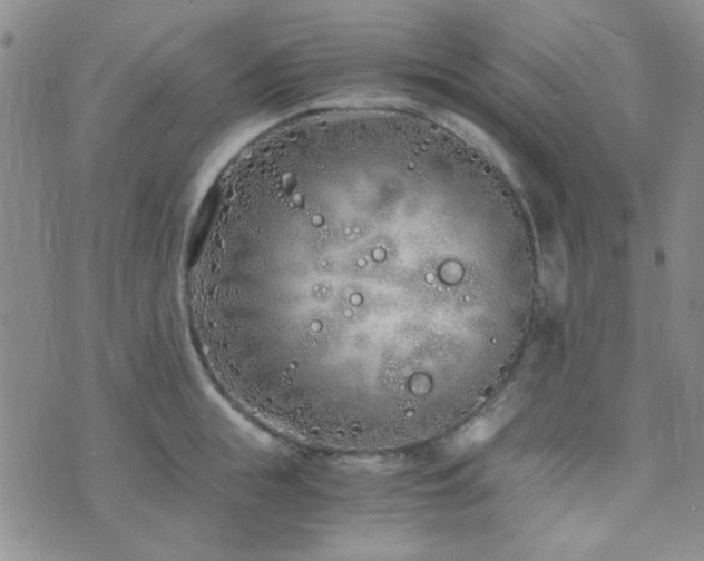 X0000073700855200608031213