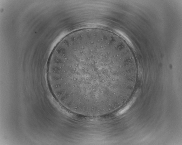 X0000073700899200608031211