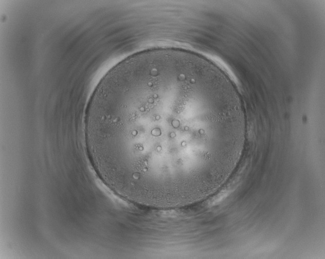 X0000073700903200608031211