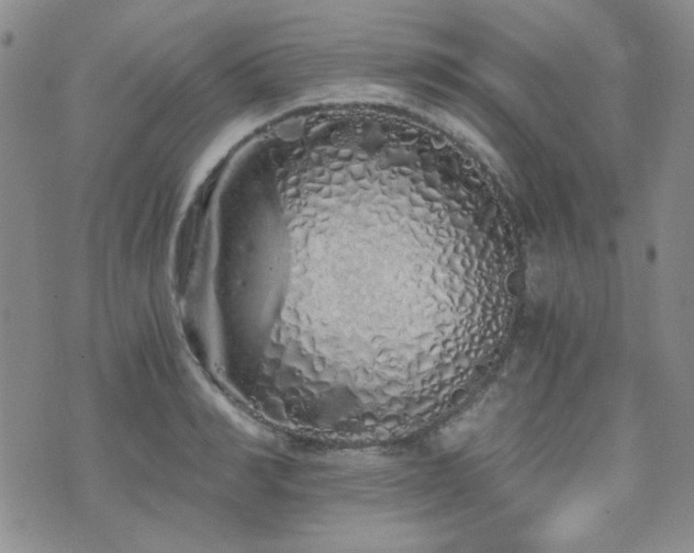 X0000073700990200608031210