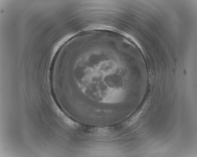 X0000073700995200608031210