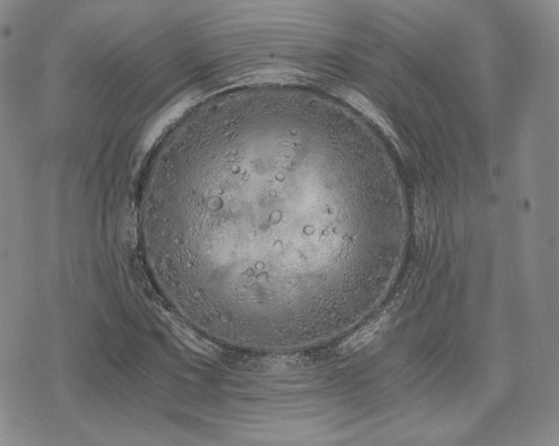 X0000073701067200608031209