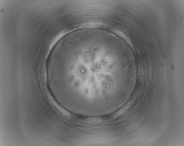 X0000073701083200608031208