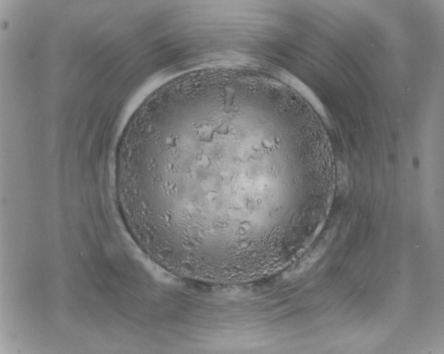 X0000073701099200608031208