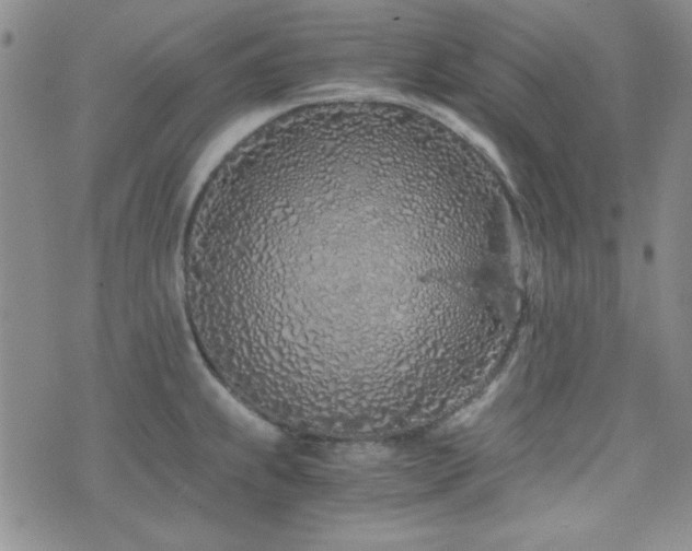 X0000073701239200608031206