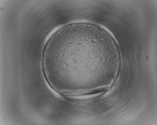 X0000073701245200608031206