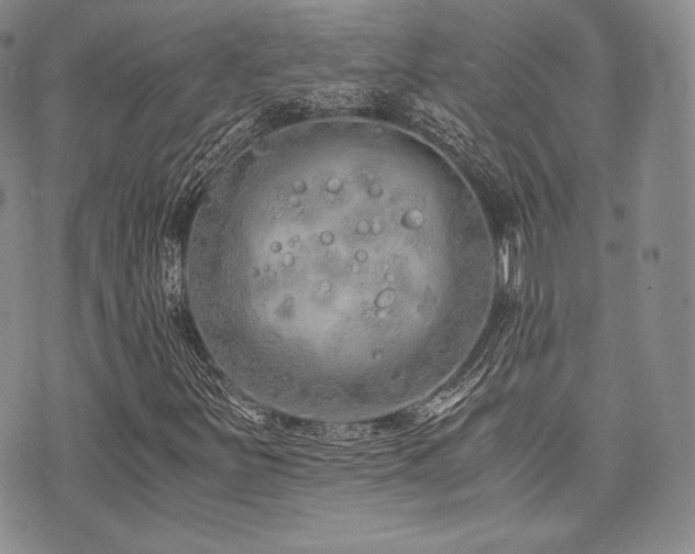 X0000073701251200608031206