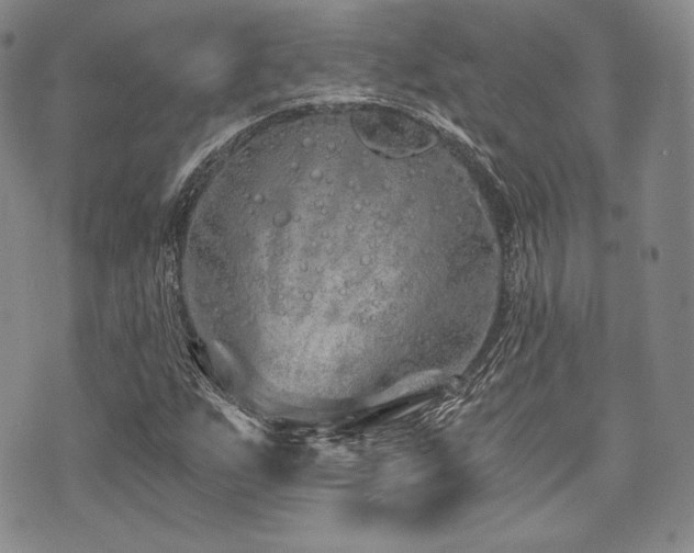 X0000073701255200608031206