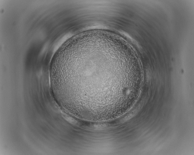 X0000073701274200608031205