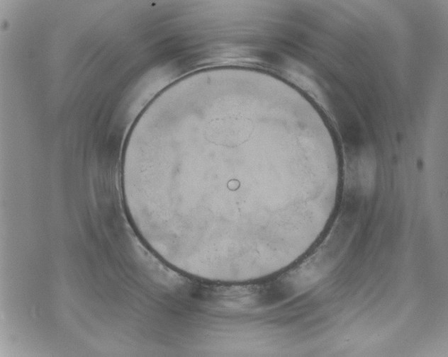 X0000073701338200608031205