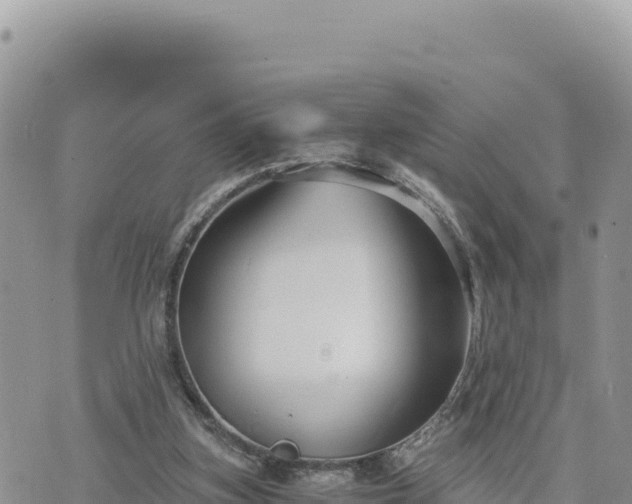 X0000073700155200608101822