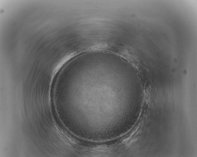 X0000073700196200608101822