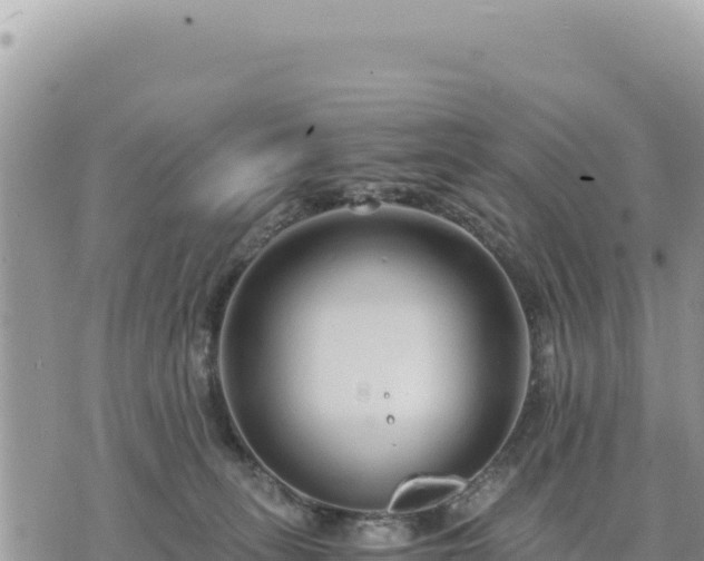 X0000073700275200608101821