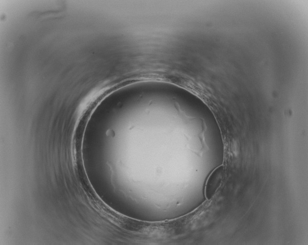 X0000073700294200608101820