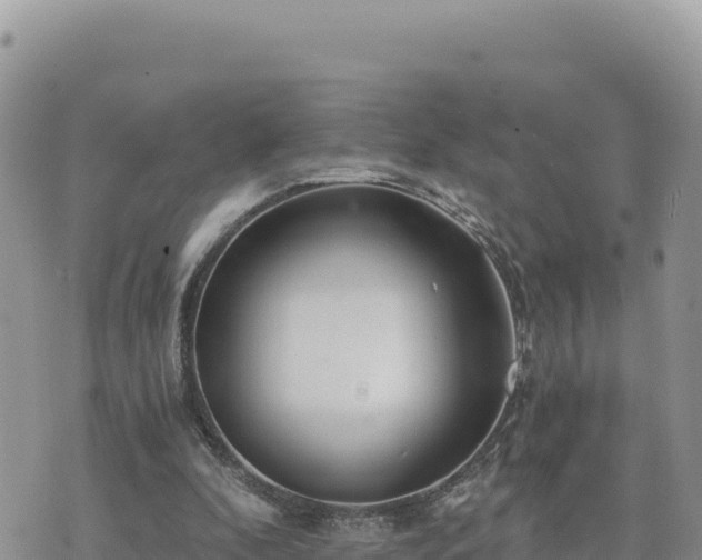 X0000073700296200608101820