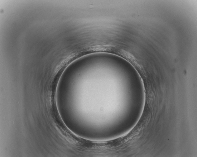 X0000073700299200608101820