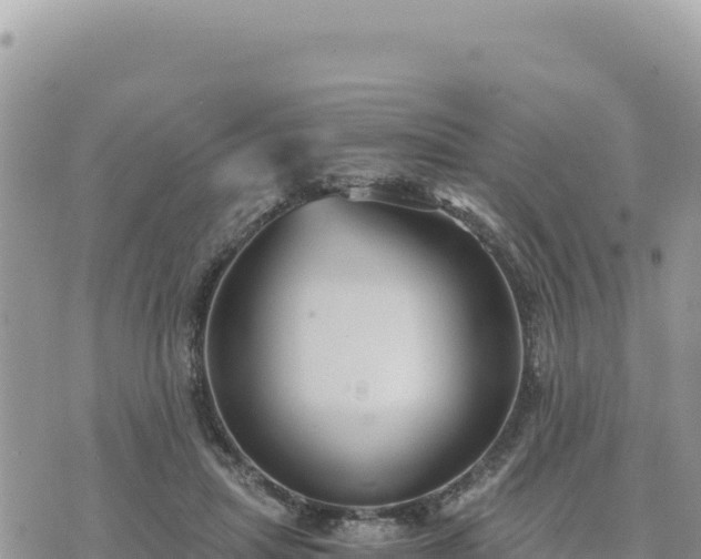 X0000073700455200608101818