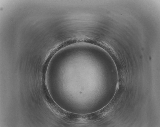 X0000073700496200608101817