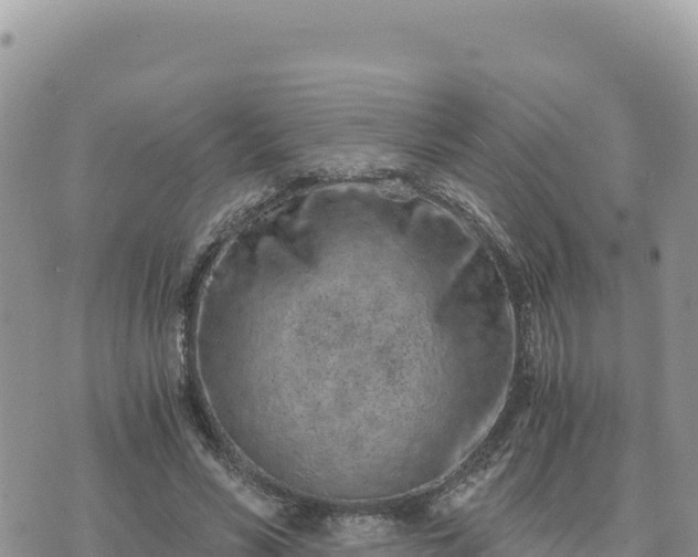 X0000073700590200608101815