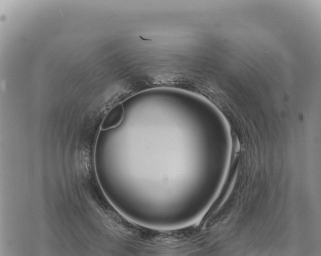 X0000073700648200608101814