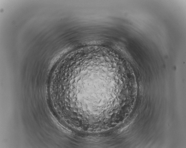 X0000073700725200608101813