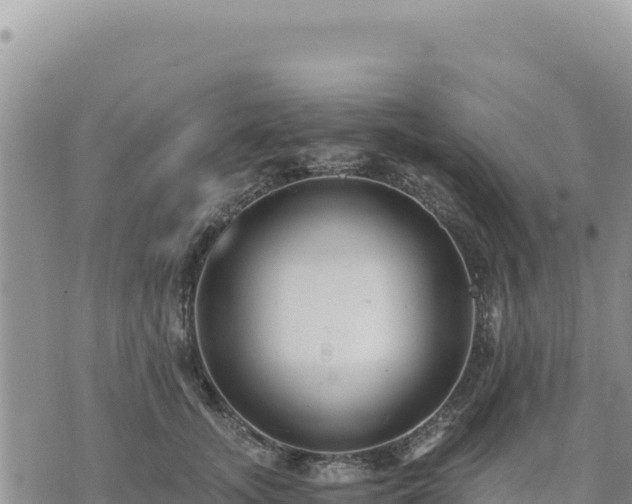 X0000073700755200608101813