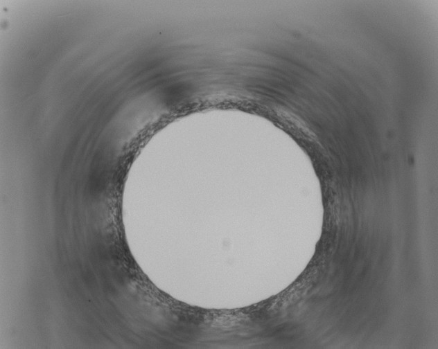 X0000073700824200608101811