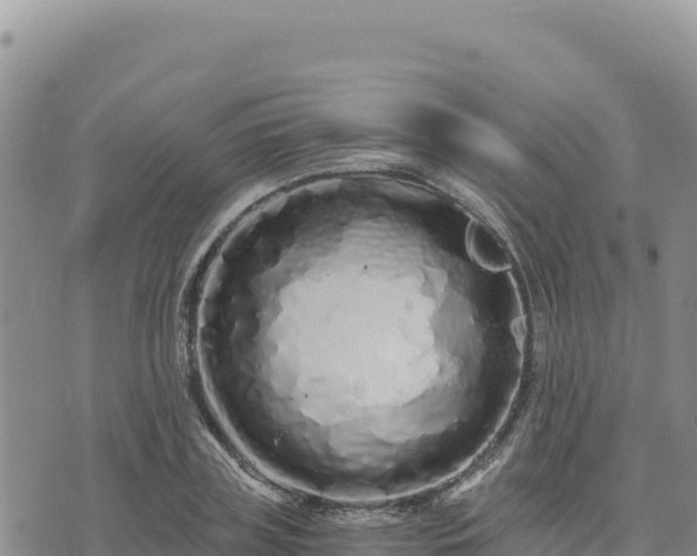 X0000073700835200608101811