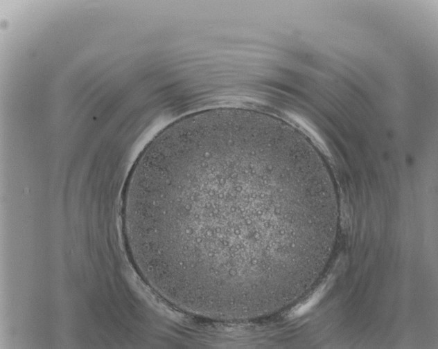 X0000073700899200608101810