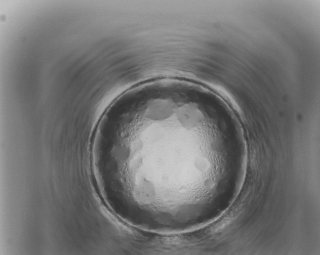 X0000073700903200608101810