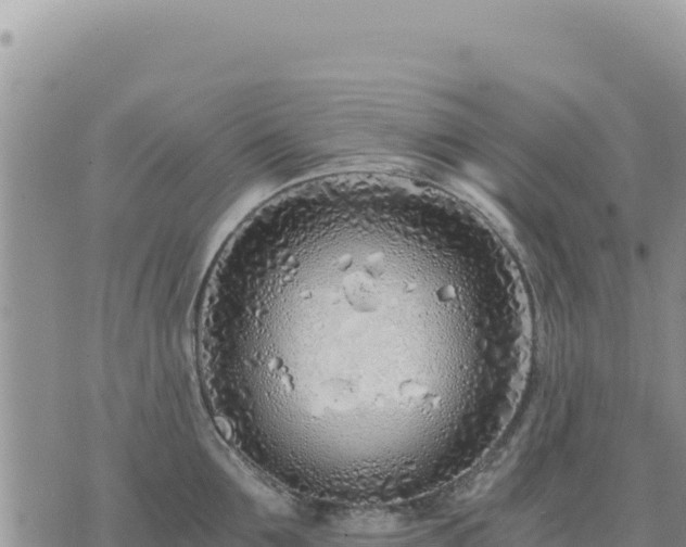 X0000073700907200608101810