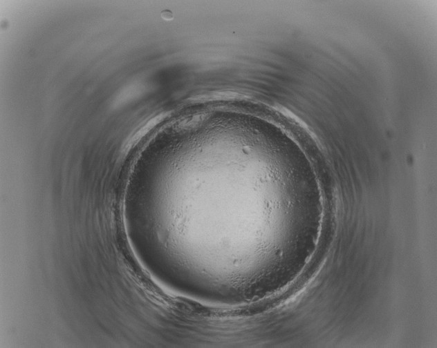 X0000073700921200608101809