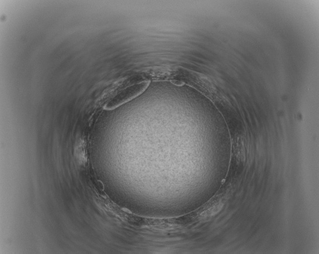 X0000073700962200608101809