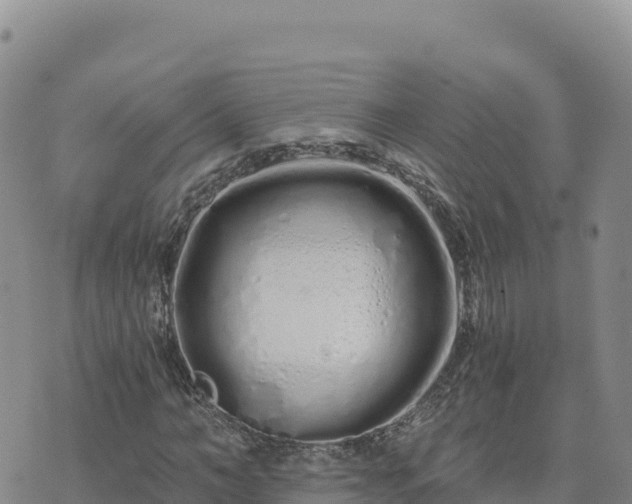 X0000073700966200608101809