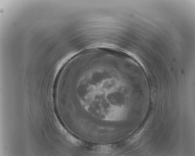 X0000073700995200608101809