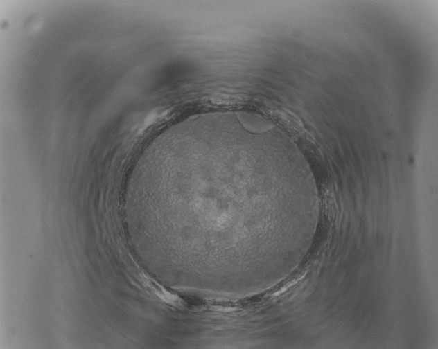 X0000073701009200608101808