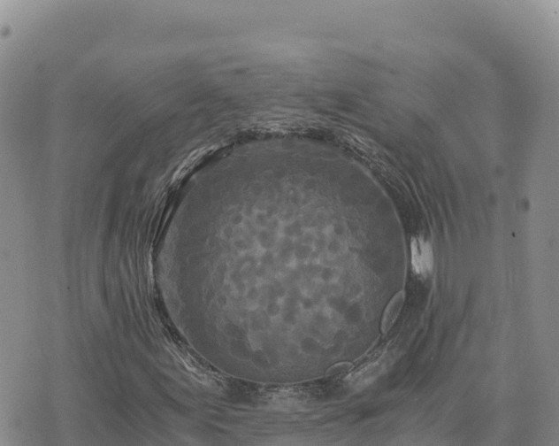 X0000073701155200608101806