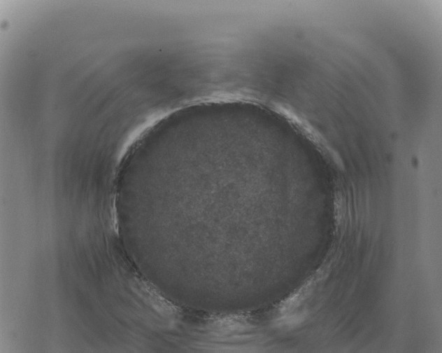 X0000073701262200608101804