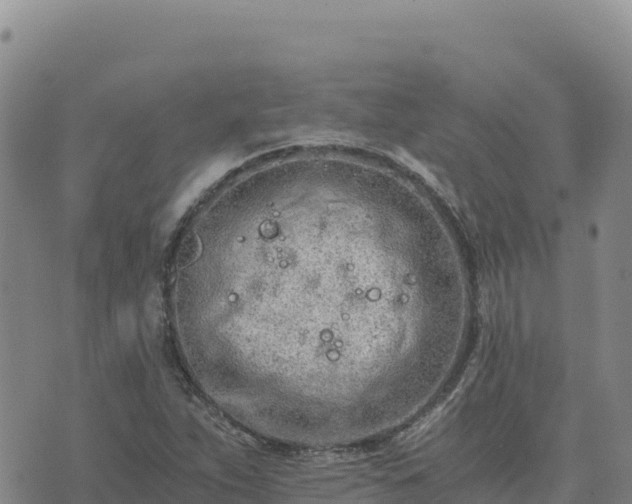 X0000073701263200608101804