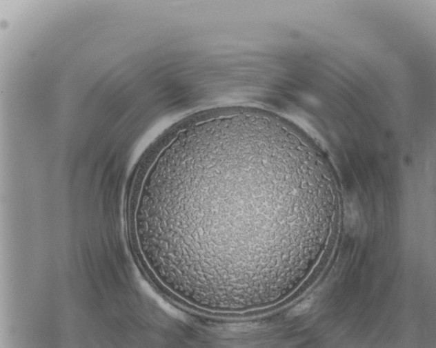 X0000073701294200608101804