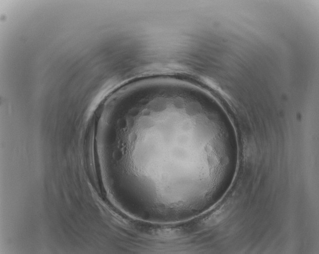 X0000073701459200608101801