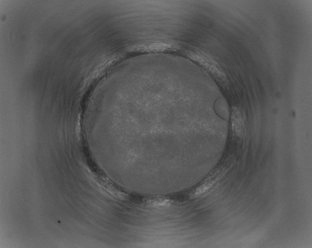 X0000073700206200608171121