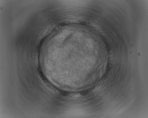 X0000073700642200608171114