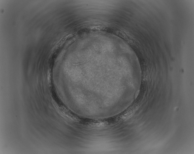 X0000073700646200608171114