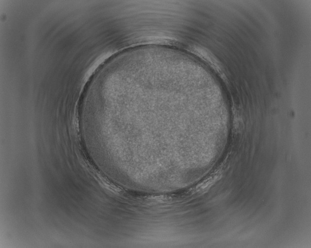 X0000073700883200608171110