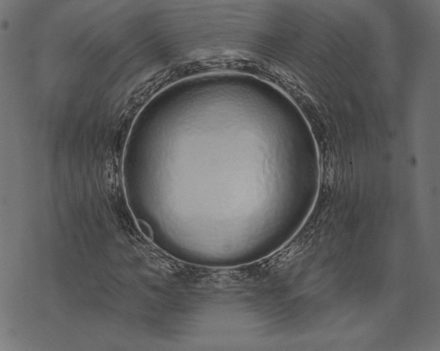 X0000073700966200608171109